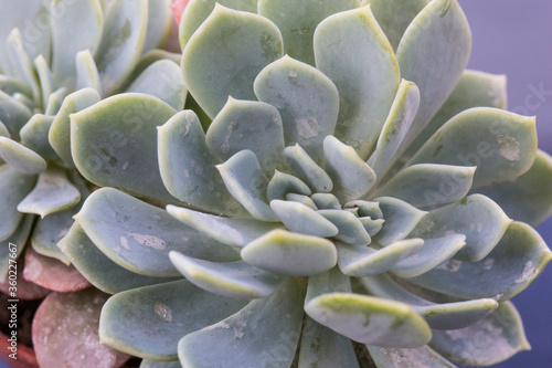 close up filled frame macro wallpaper shot of rosettes of an echeveria runyonii (called silver onion) succulent plant with large, long flat pale silver blue white leaves on a purple bokeh background