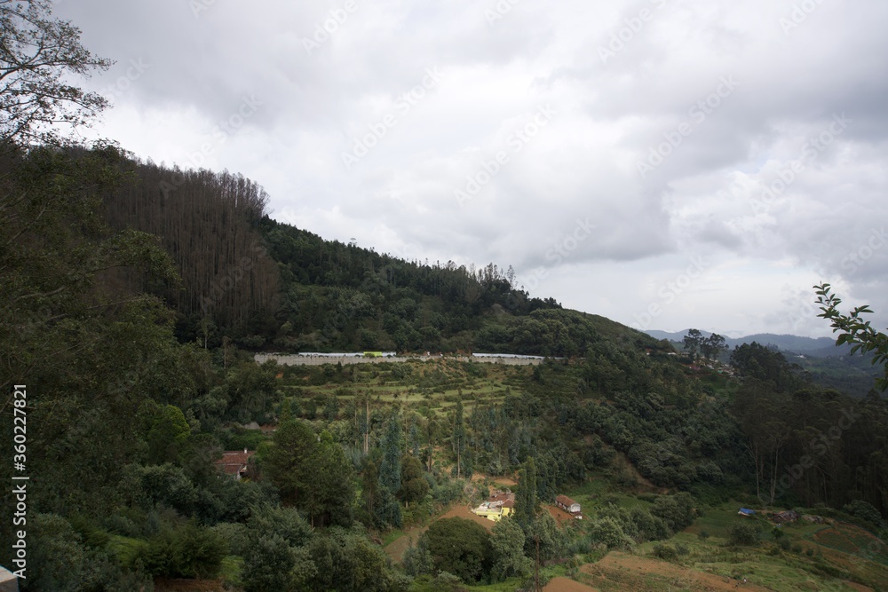 Naklejka premium Nature with landscape and tea garden 