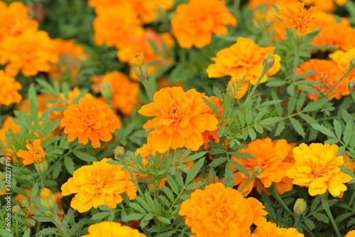 Macro details of vibrant colored Marigold flowers in horizontal frame
