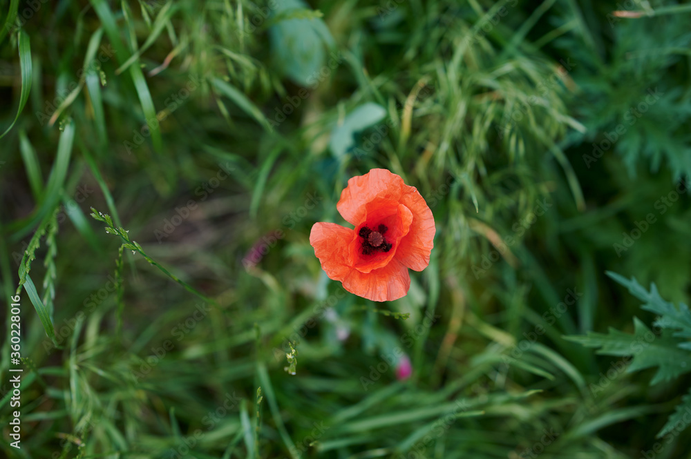 summer poppy flower in a botanical garden summer poppy flower in a botanical garden