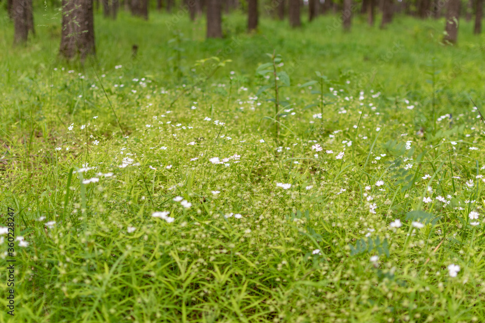 flowers in the forest flowers in the forest