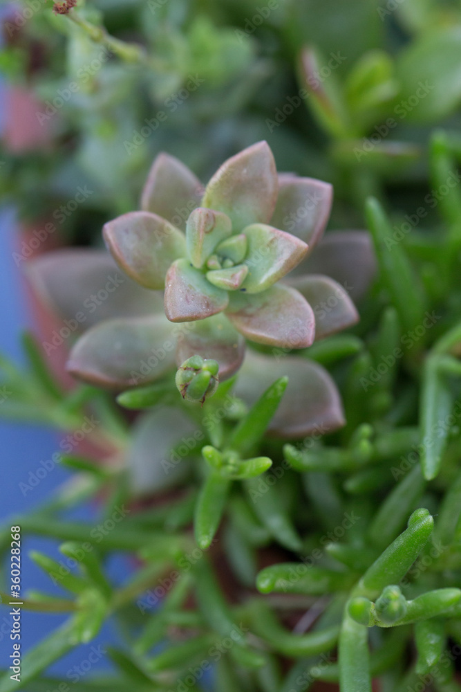 vertical close up macro wallpaper shot of a beautiful small isolated pink sedum sandra mottram or sedum rubrotinctum succulent plant with green leaves around on a natural floral bokeh background vertical close up macro wallpaper shot of a beautiful small isolated pink sedum sandra mottram or sedum rubrotinctum succulent plant with green leaves around on a natural floral bokeh background