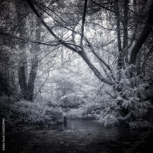 Wallpaper Mural Infrared woodland in black and white cornwall uk  Torontodigital.ca