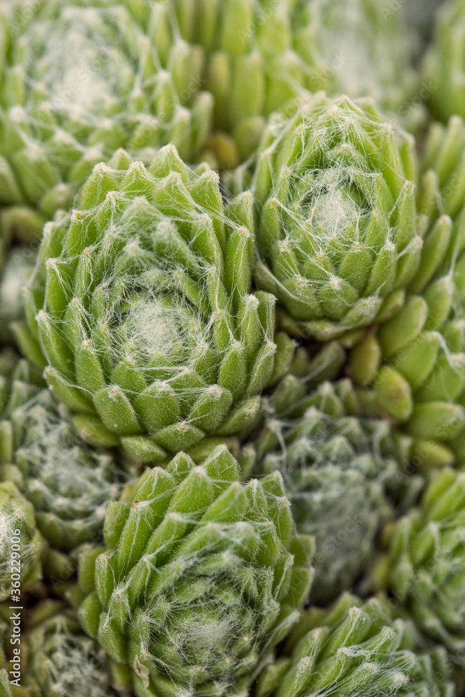 filled frame top view close up background wallpaper macro shot of a bunch of bright green sempervivum arachnoideum (cobweb houseleek) succulent plants with hens, chicks forming beautiful patterns filled frame top view close up background wallpaper macro shot of a bunch of bright green sempervivum arachnoideum (cobweb houseleek) succulent plants with hens, chicks forming beautiful patterns