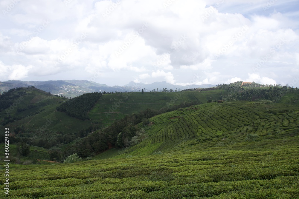 Nature with landscape and tea garden 