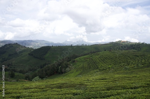 Nature with landscape and tea garden 