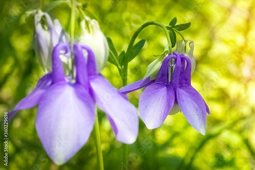 Aquilegia alpine on a background of green meadow. A species of flowering perennial plant of the genus Aquilegia (columbine), the family Ranunculaceae. Beautiful summer card photo