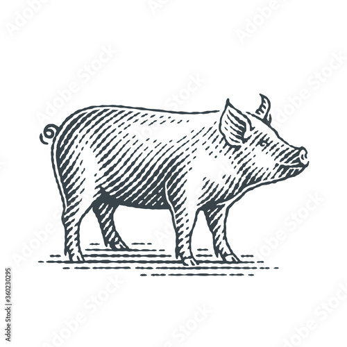 Pig. Hand drawn engraving style illustrations. © irina