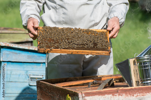 The beekeeper inspects the frame with bees. Work in the apiary in the summer. Breeding honey bees in the apiary.