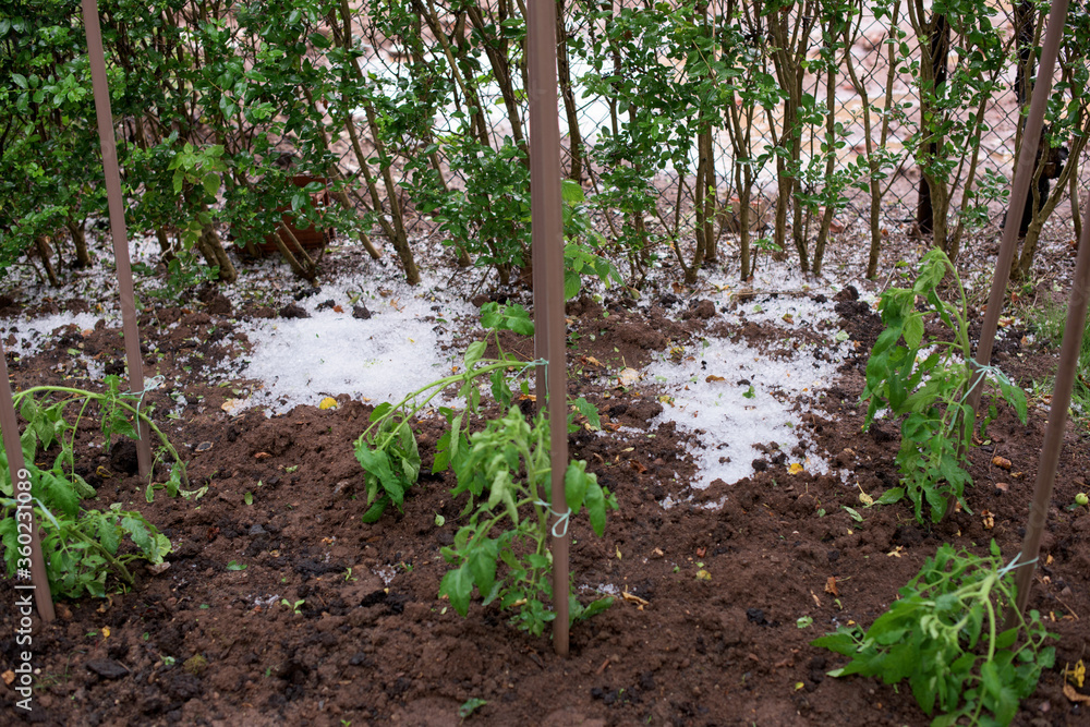 Hail in a vegetable garden. The plants are injured Hail in a vegetable garden. The plants are injured