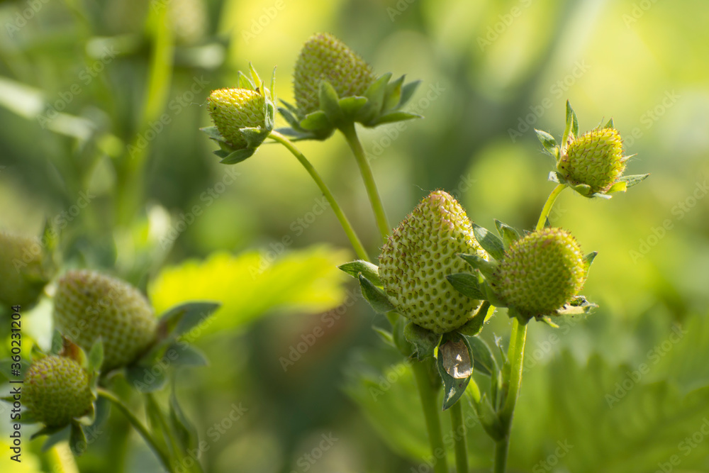 Strawberries with vertically growing shoots. Repairing varieties of strawberries. Strawberries with vertically growing shoots. Repairing varieties of strawberries.