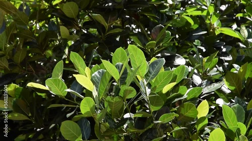 Branch of green jackfruit leaves flutter in the wind and strong sunlight. Close up tropical green foliage agriculture plant.