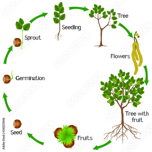 A growth cycle of hazelnut plant on a white background.