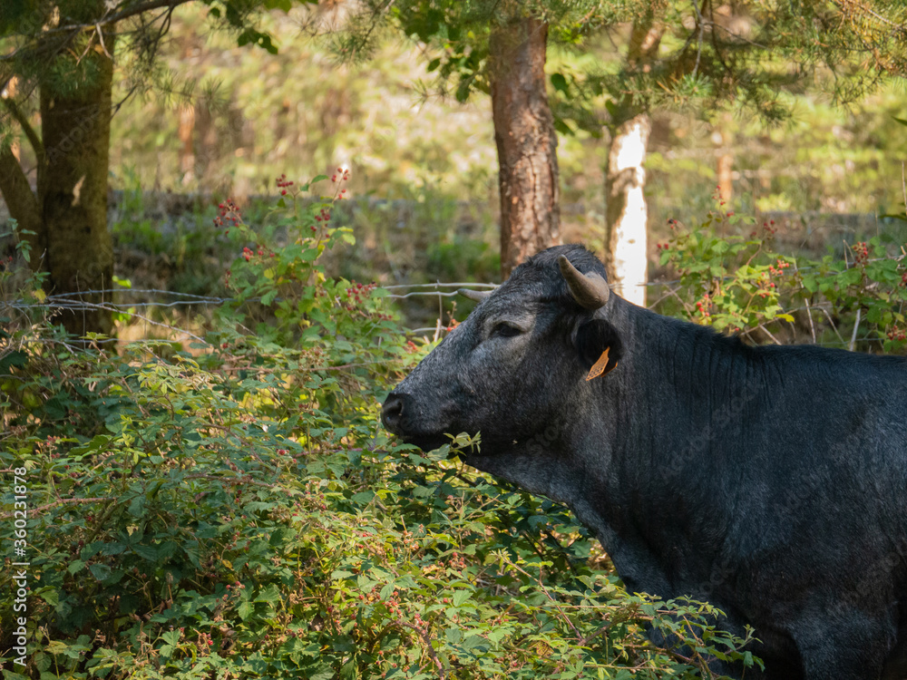 Bull watching between some bushes Bull watching between some bushes