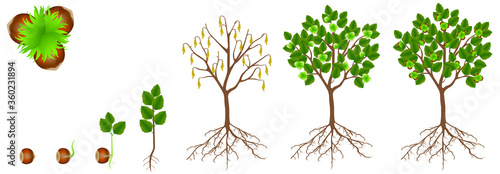 Cycle of growth of hazelnut plant on a white background.