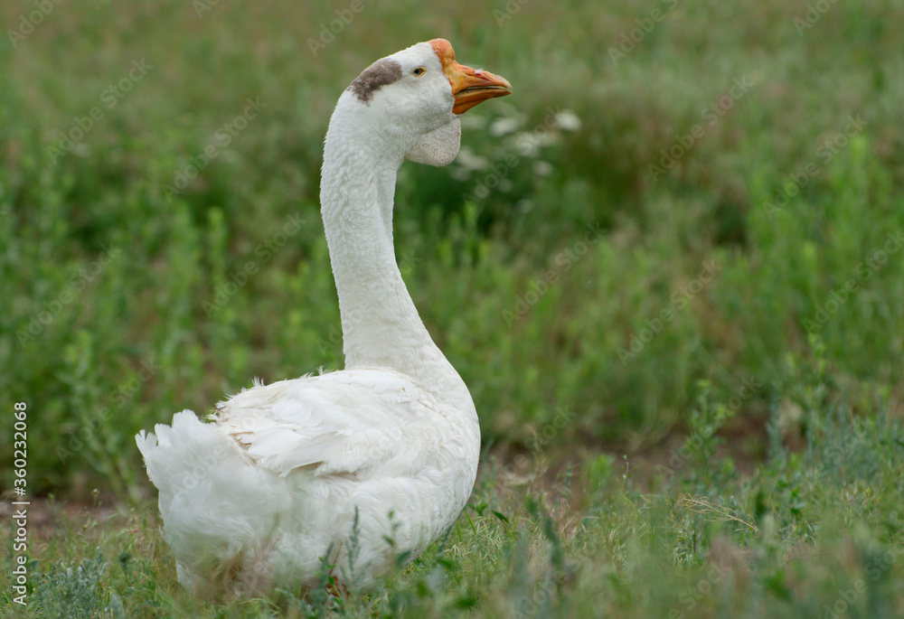 Obraz premium Large white goose with a thick beak. Breeding geese on the farm.