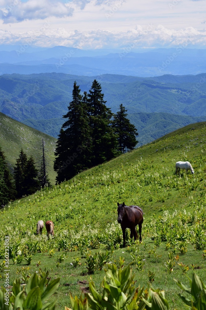 wild horses in top of the mountain on summer time