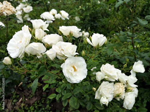 White roses in the garden