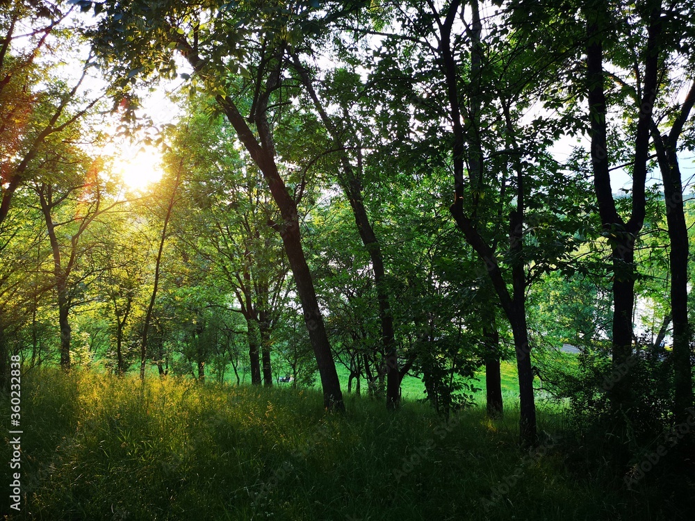 Sun rays in the forest - Summer landscape in the forest - countryside Sun rays in the forest - Summer landscape in the forest - countryside