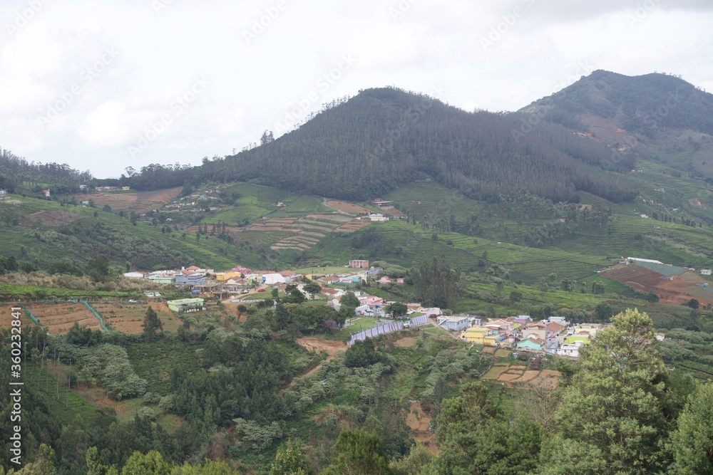 Nature with landscape and tea garden 