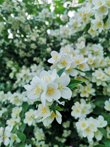 White Jasmine flowers 