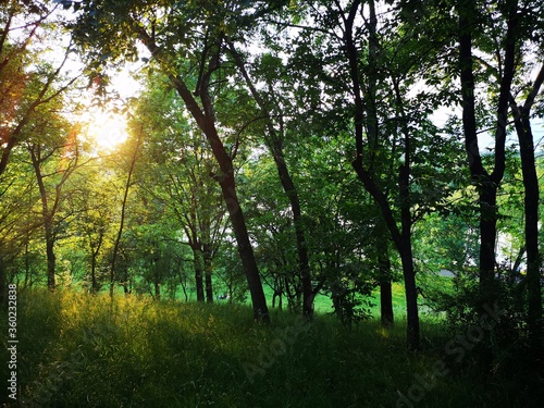 Sun rays in the forest - Summer landscape in the forest - countryside