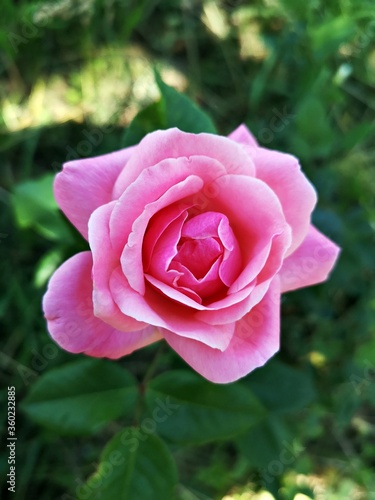 Pink flowers in the garden - Roses - Close-up picture