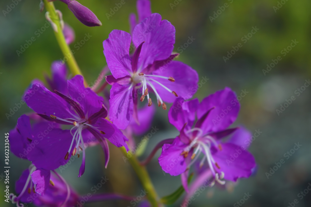 Fototapeta premium Bright purple fireweed flower on a blurred natural background close-up.