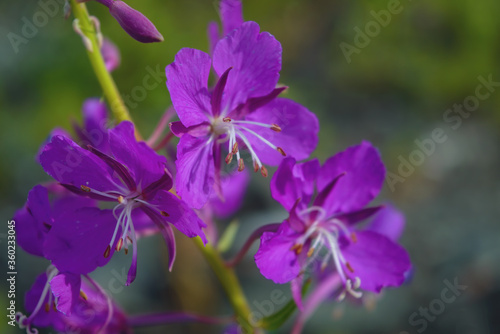 Bright purple fireweed flower on a blurred natural background close-up.