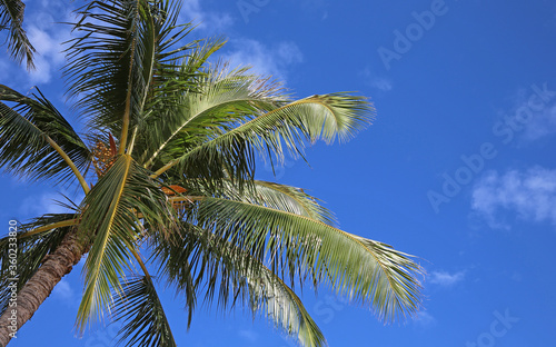 Palm tree on blue sky 