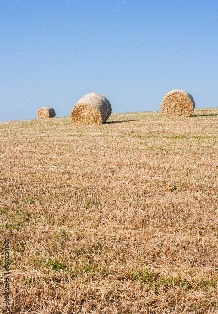 Fototapeta premium Hay bale drying in the field at harvest time.