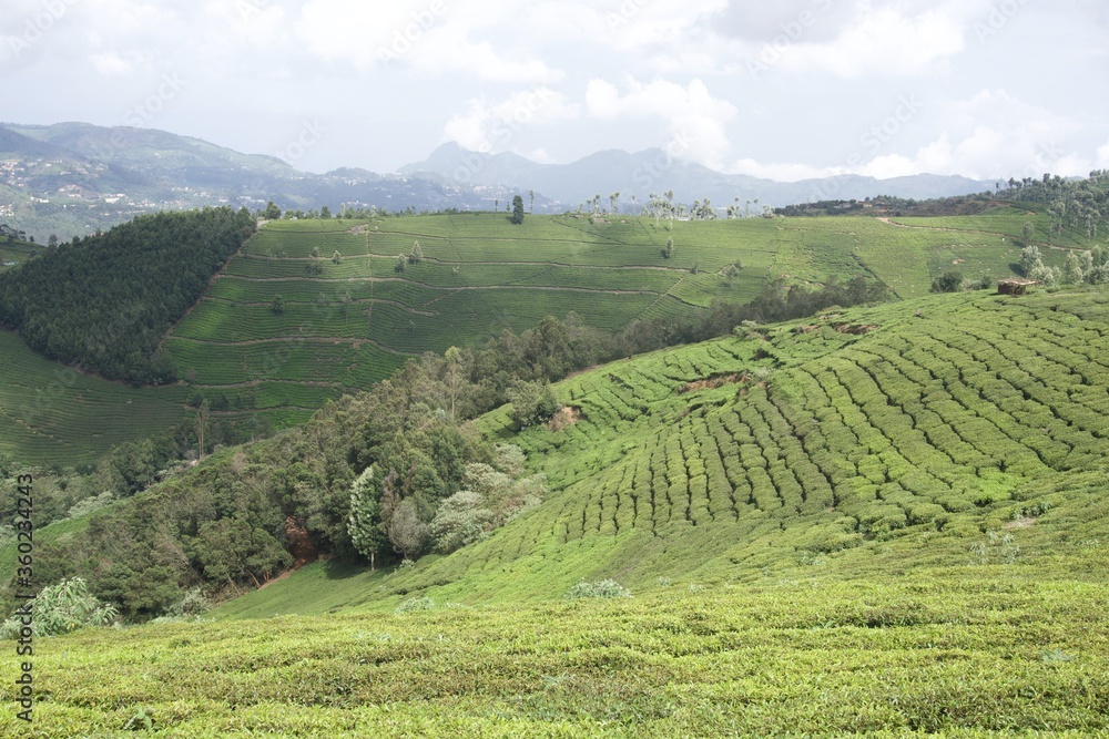 Nature with landscape and tea garden Nature with landscape and tea garden