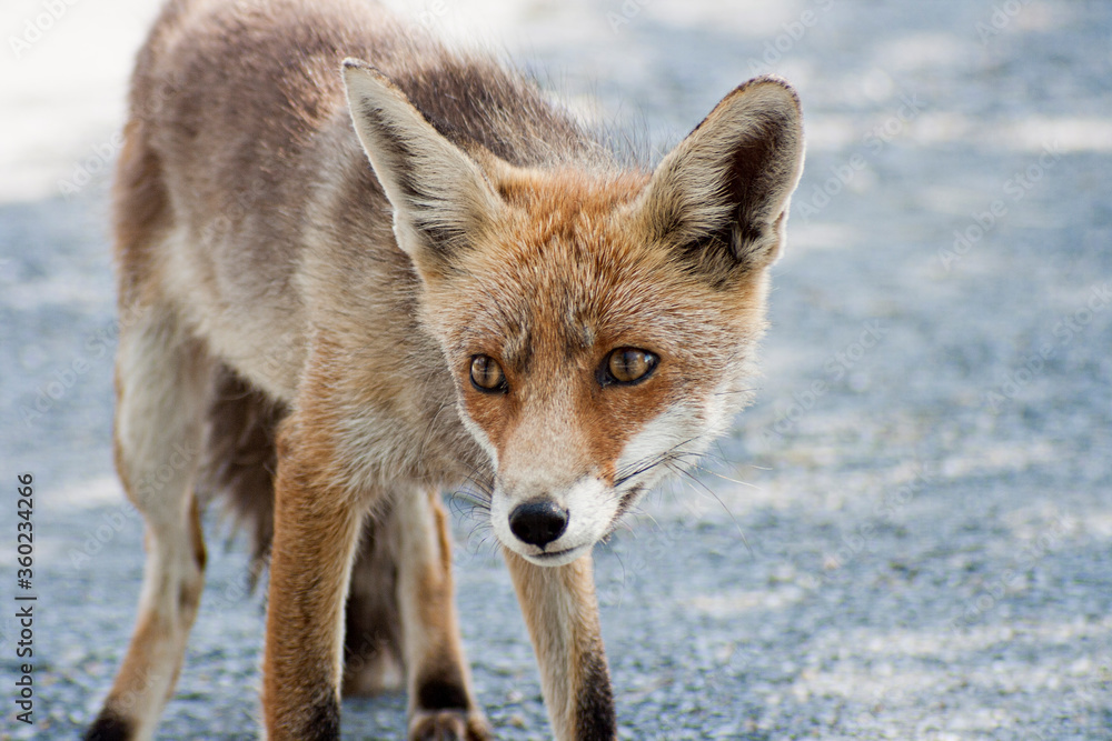 A photo of a wild fox in the Monfrague National Park