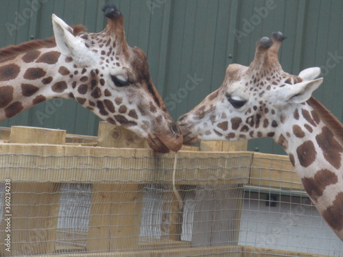 Photography Giraffe Love