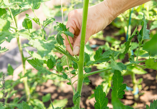 Schilderij op canvas Close up of woman hand pinch off excessive shoot sucker that grow on tomato plant stem in greenhouse, so tomato plant gets more nutrition from soil to grow tomatoes