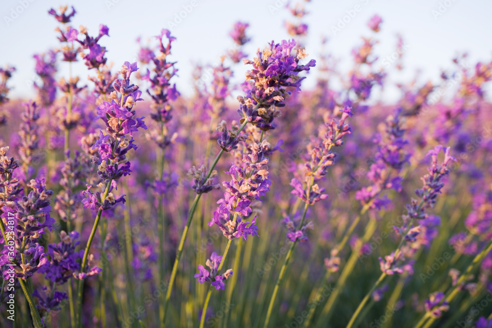 Purple lavender flowers on a blue clear sky background. Blooming lavender in the sunlight. Beautiful summer day. Close-up, selective focus. Purple lavender flowers on a blue clear sky background. Blooming lavender in the sunlight. Beautiful summer day. Close-up, selective focus.