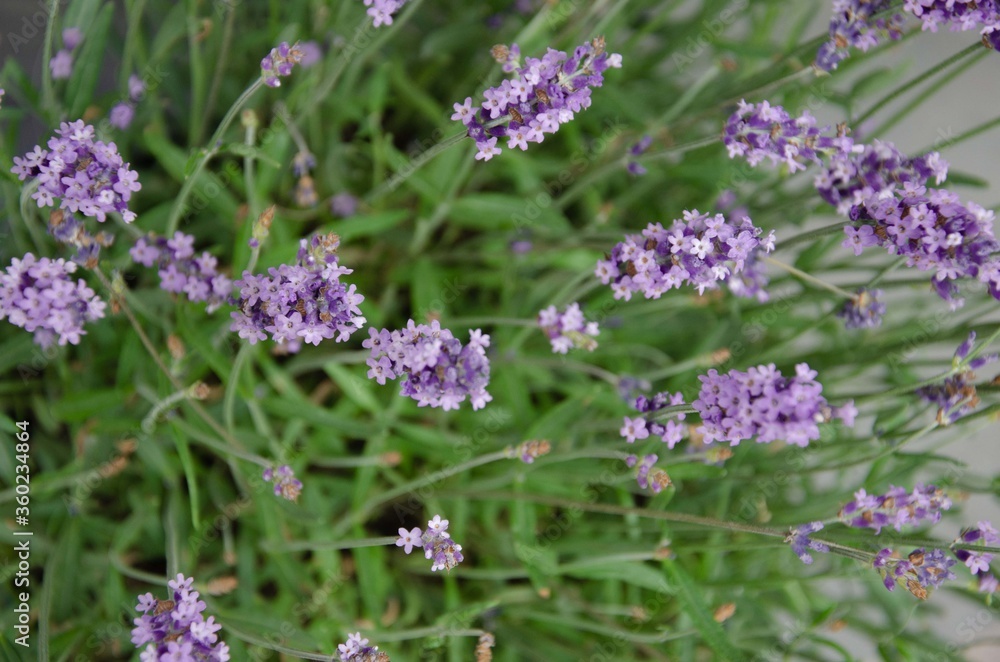 Small lavender bush close up foreshortening background Small lavender bush close up foreshortening background