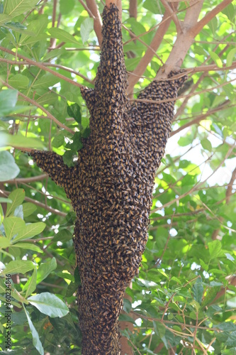 Bees make large nests on trees to find nectar from flowers.