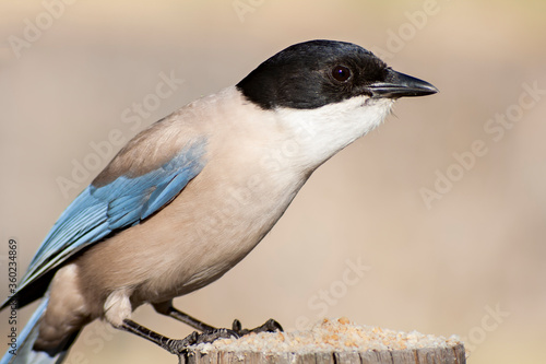 An Azure-winged magpie in the Monfrague National Park. Cyanopica cyanus. © mestock