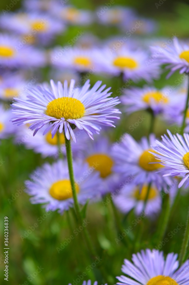 Purple flowers in the garden,Daisy flowers. Purple flowers in the garden,Daisy flowers.
