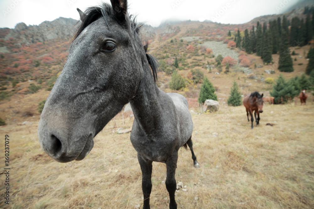 Cheerful gray horse on a lawn in the mountains