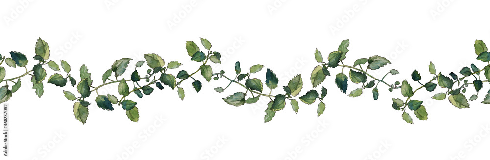Seamless border of green melissa officinalis twigs, isolated on white. Watercolour illustration. For duct tape, textile, stationary and packaging design. Seamless border of green melissa officinalis twigs, isolated on white. Watercolour illustration. For duct tape, textile, stationary and packaging design.