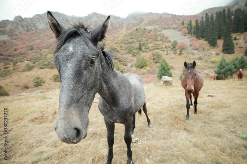 Cheerful gray horse on a lawn in the mountains © Maksim Selin
