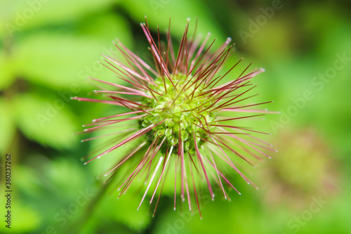 close up of a green plant