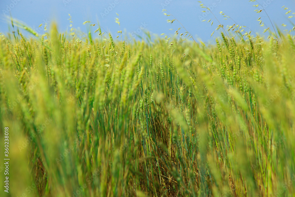 Obraz premium Green rice and wheat plantation under blue sky