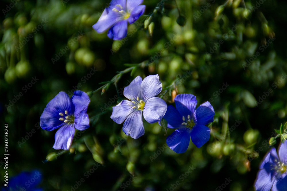 linum flowers in the garden linum flowers in the garden