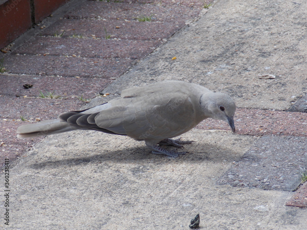 Fototapeta premium pigeon on the path 