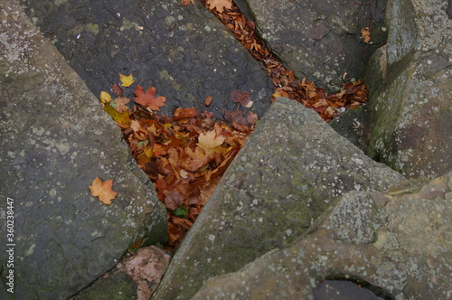 Autumn Leaves in the Rocks 