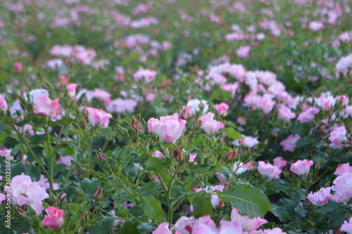 flowering shrub