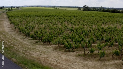 Aerian view of vines in France
